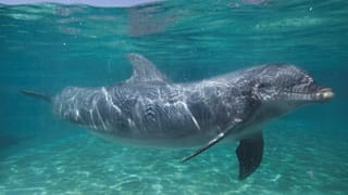 Dolphins along the Gulf Coast are dying at triple the normal rate, scientists say