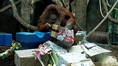 Nenette, France's most famous Orangutan celebrates 50th birthday