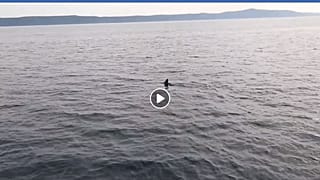 Hai-Alarm vor Kroatien: 2 Videos aufgetaucht