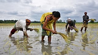 Agriculture is one of the culprits behind India's water crisis