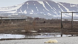 В Норильск пришла голодная медведица