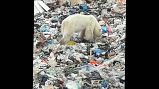 Hungry polar bear seen hunting for food in city far south of habitat