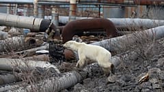 La osa, perdida en una ciudad industrial