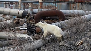La osa, perdida en una ciudad industrial