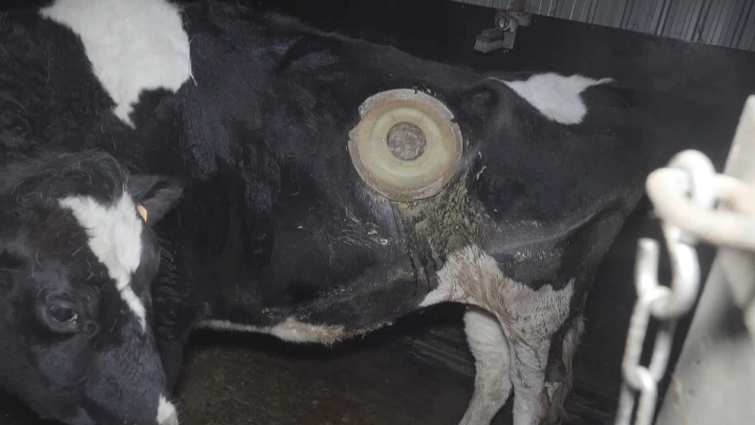 Heimlich von Tierschützern gefilmt: Kühe mit implantiertem "Fenster" zum Magen