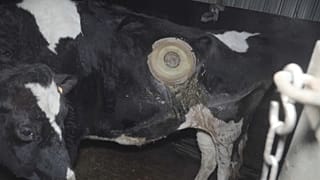 Heimlich von Tierschützern gefilmt: Kühe mit implantiertem "Fenster" zum Magen