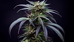If the Tory leadership race achieves one thing, it should be urgent change to our drugs laws ǀ View