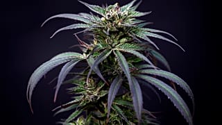 If the Tory leadership race achieves one thing, it should be urgent change to our drugs laws ǀ View