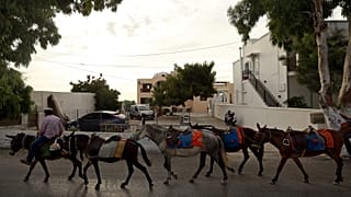 رجل وحميره في جزيرة سانتوريني اليونانية
