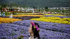 İsveç'te 'Midsommar Günü' çiçekten taçlarla ve kurbağa danslarıyla kutlanıyor