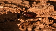 Grecia: coleottero-killer devasta la pineta di Salonicco