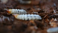 Praga de escaravelhos devasta floresta em Salónica