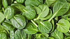 Popeye was right: Spinach chemical should be banned for athletes, German scientists say 