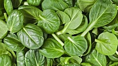 Forscherin empfiehlt: In Spinat enthaltene Substanz soll auf die Dopingliste