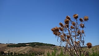Летняя жара за +40°C становится нормой для Европы