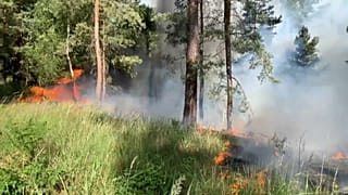 Waldbrand in der Lieberoser Heide (Brandenburg)