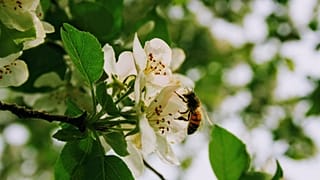 A bee on a flower