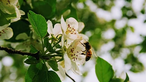 A bee on a flower