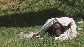 Moti, the 55 year old orangutang, cools down under a wet blanket