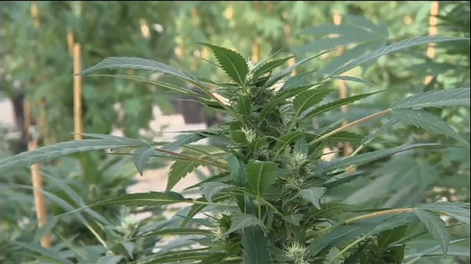Cannabis thérapeutique : autorisation attendue aujourd'hui en France