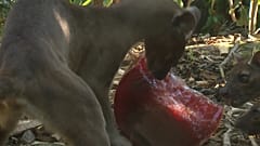 Auch Tiere lieben Eis