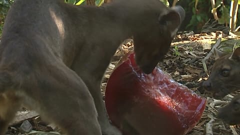 Anyone for an ice lolly? Animals in Paris zoo try to keep cool