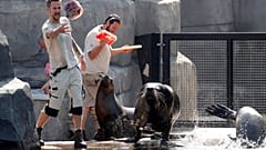 Arrefecer o ambiente no Zoo de Paris