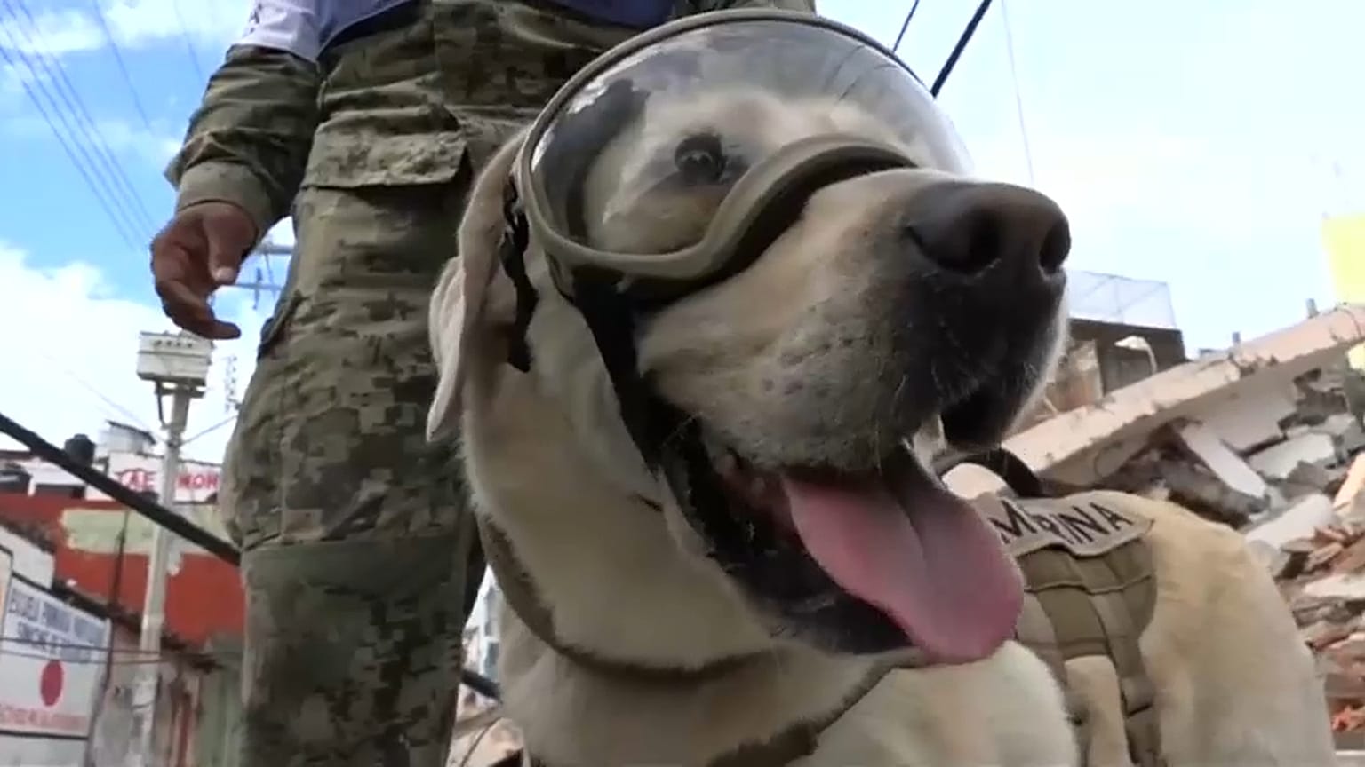 La perrita de rescate más famosa se jubila