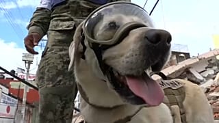 La perrita de rescate más famosa se jubila