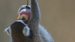 Hitzewelle: Tägliche Duschen und gefrorene Snacks für Tiere	