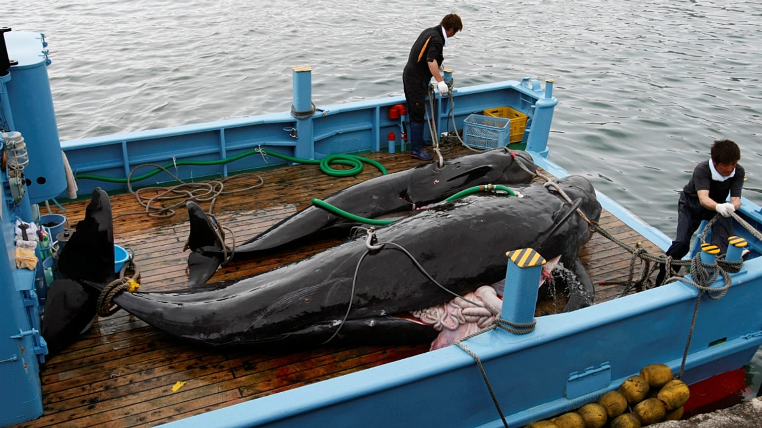 Baleias-piloto no convés de um barco perto de Taiji, a mais antiga vila baleeira do Japão