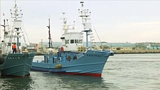 Japón vuelve a cazar ballenas con fines comerciales  
