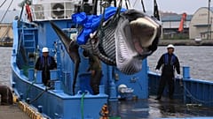 Which countries have continued to hunt whales?