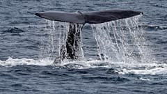 Liberan a los primeros cetáceos de la "prisión de ballenas" rusa