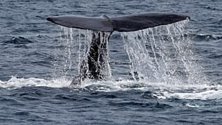 Liberan a los primeros cetáceos de la "prisión de ballenas" rusa