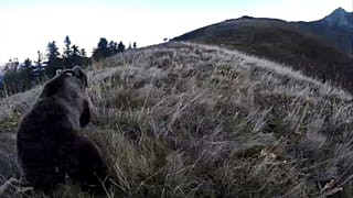 Une ourse femelle lors de son introduction dans département français des Pyrénées Atlantiquesle - 5 octobre 2018