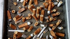 Cigarettacsikkel etette fiókáját a madár 
