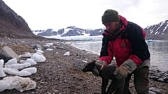 Un scientifique de l'Institut polaire norvégien posant un émetteur à la renarde polaire en Norvège le 29 juillet 2017