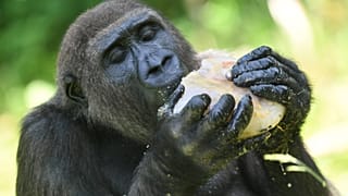 Watch: First ever French-born gorillas released into natural habitat