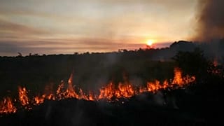 La déforestation de l'Amazonie a augmenté de 88% en un an