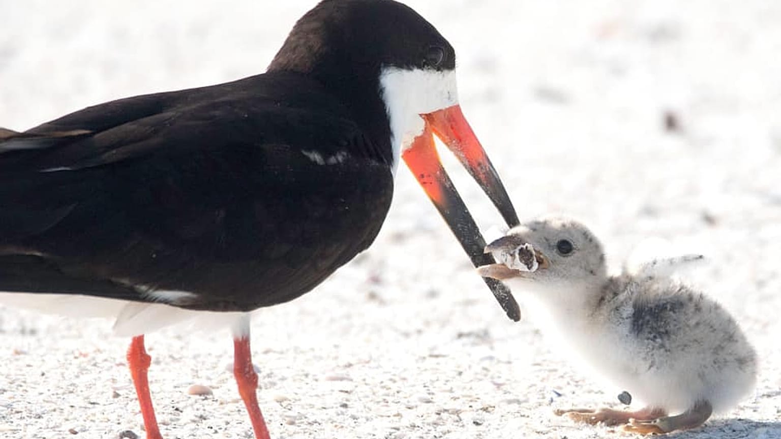 A black skimmer seabird feeding its young with a cigarette butt