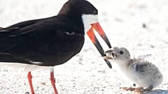 A black skimmer seabird feeding its young with a cigarette butt