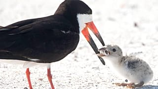 A black skimmer seabird feeding its young with a cigarette butt