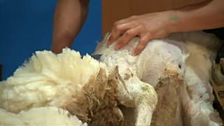 Schafschur-Weltmeisterschaft: Ohne Blut und Wunden?