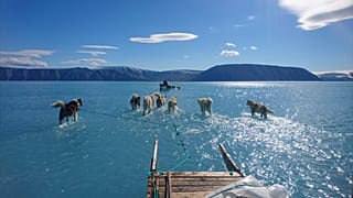 La foto dei cani da slitta in Groenlandia... ora anche in versione VIDEO
