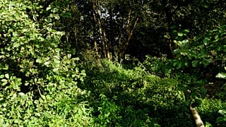 Schock in Mülheim: 12- und 14-Jährige vergewaltigen junge Frau