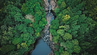 Rain forest from above