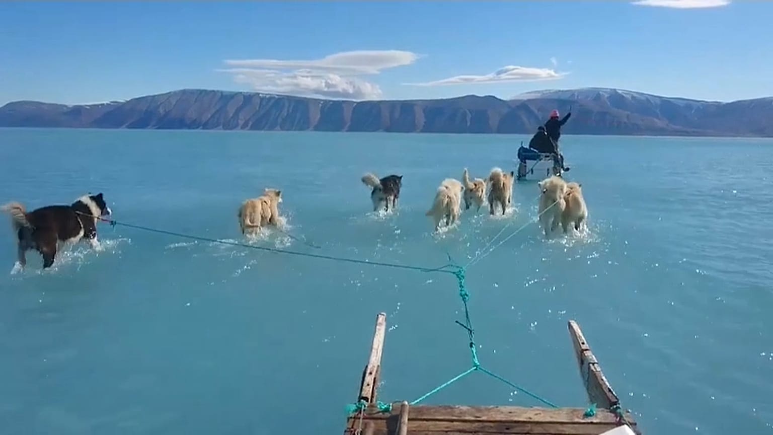 Video | Grönland'da buzul erimesi: Kızak köpekleri bu kez su içinde 