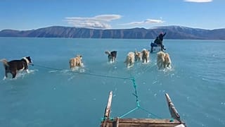 Video | Grönland'da buzul erimesi: Kızak köpekleri bu kez su içinde 