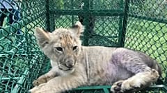 Maxi operazione di Interpol contro il traffico di animali